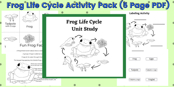Frog Life Cycle Activity Pack [Printable PDF Instand Download]